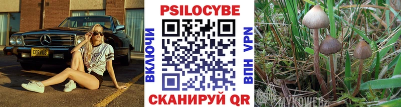 Купить где Дудинка Псилоцибиновые грибы Psilocybine cubensis